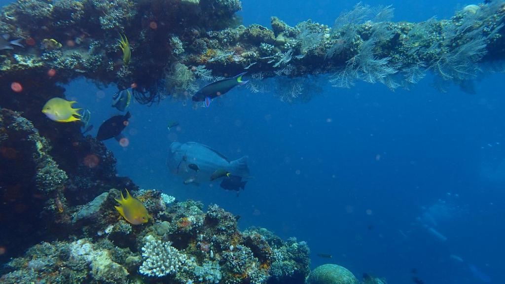 スポーツ/アクティビティ