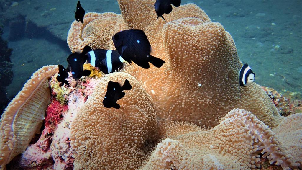 スポーツ/アクティビティ