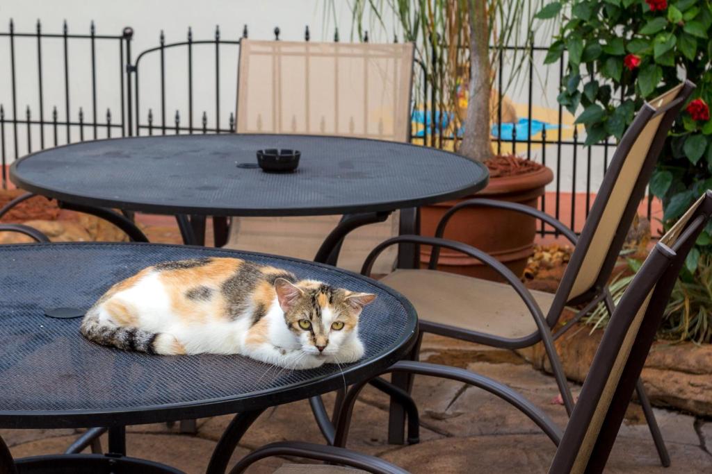 Richard's Pet Friendly Motel photo
