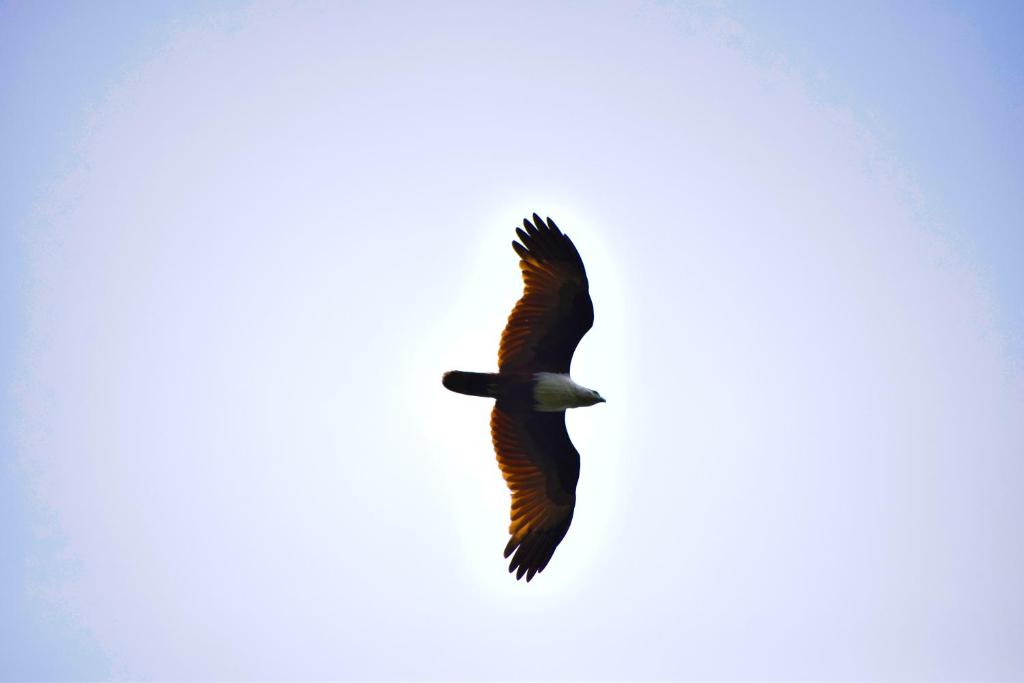 Hotel Bird View photo