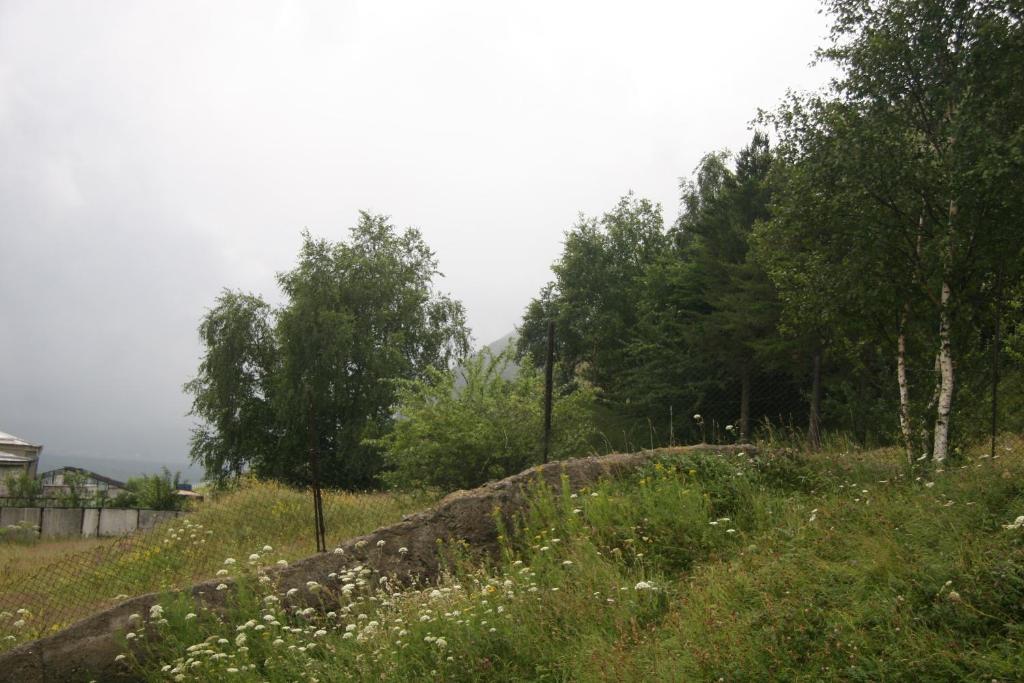 HQ of Nove Sujashvili photo