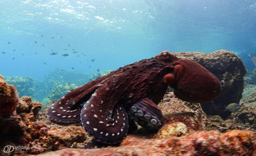 Odyssey Divers Hostel 호텔 이미지 2