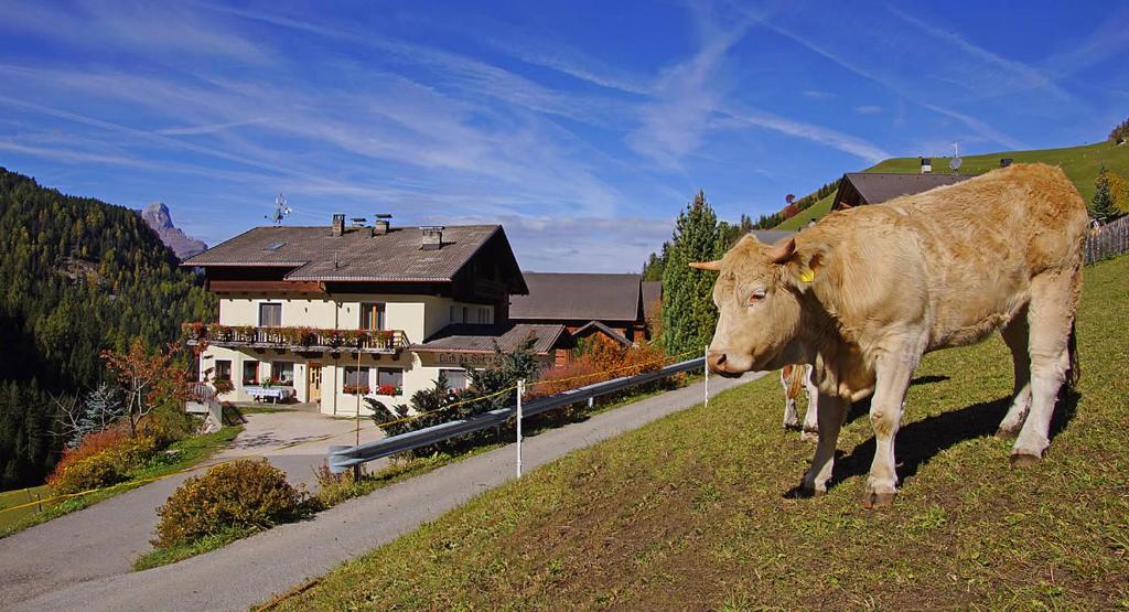 Lüch da Spescia - 2