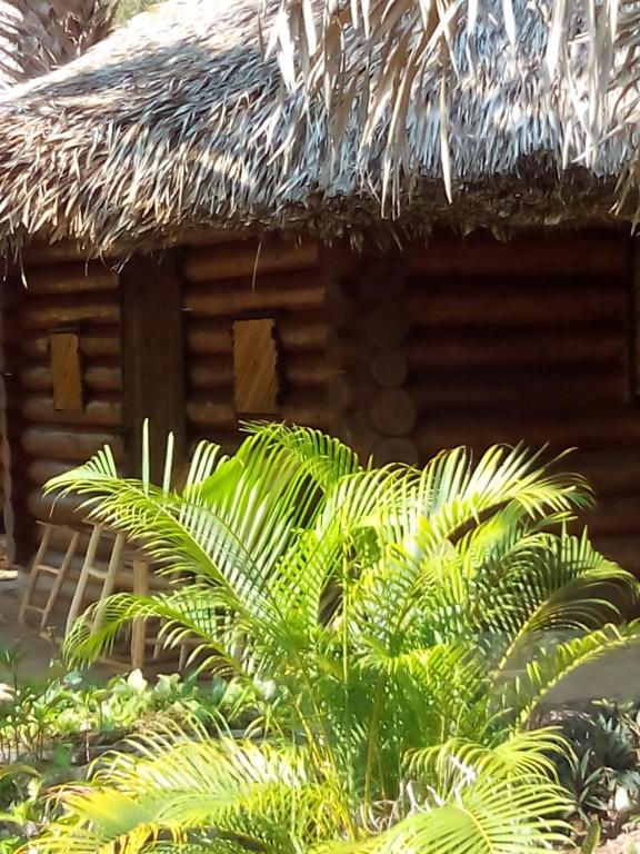 cabins sierraverde huasteca potosina "cabana la ceiba" photo