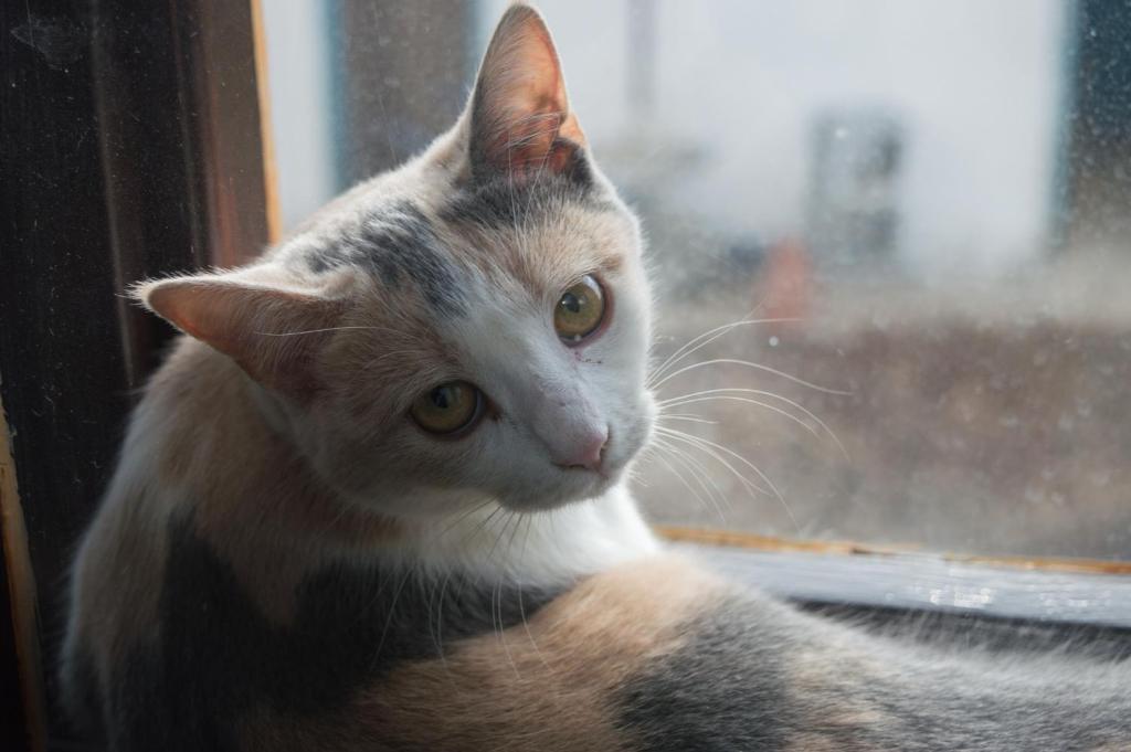 Branch, Arandjelovac