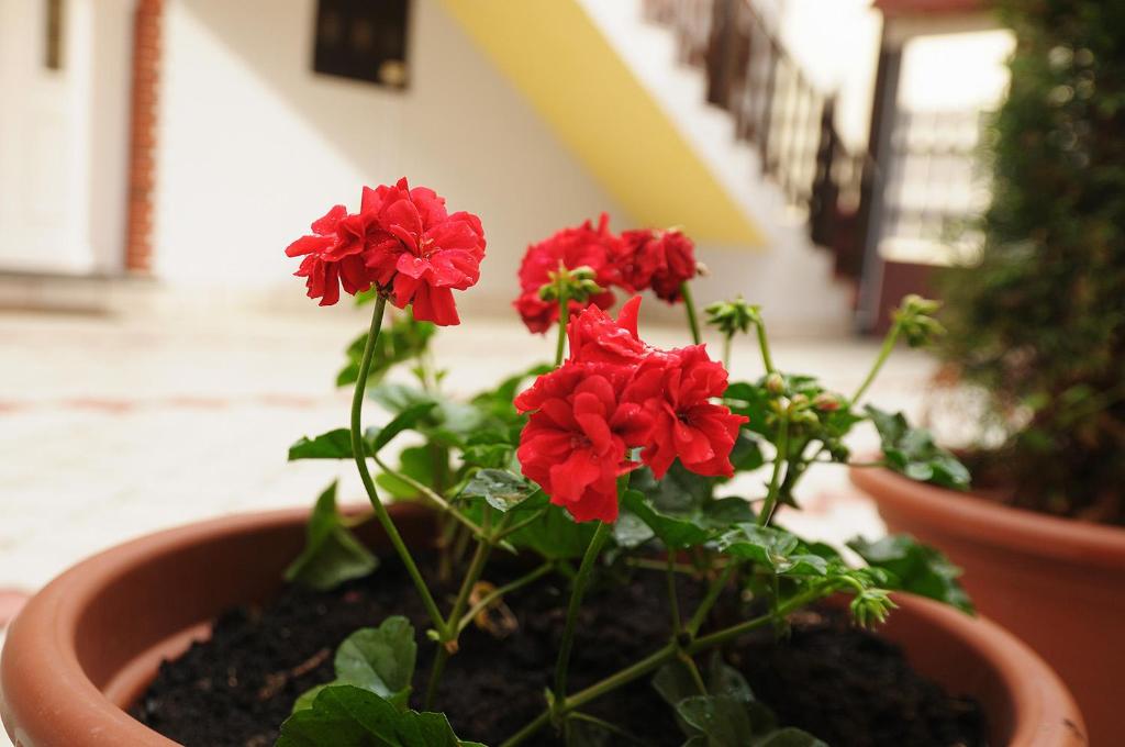 Apartman Baron photo