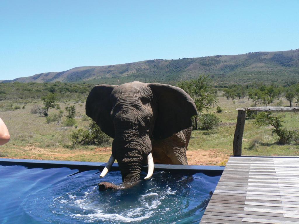 Pumba Private Game Reserve photo