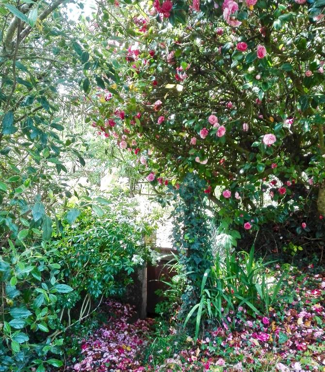 Les Camelias