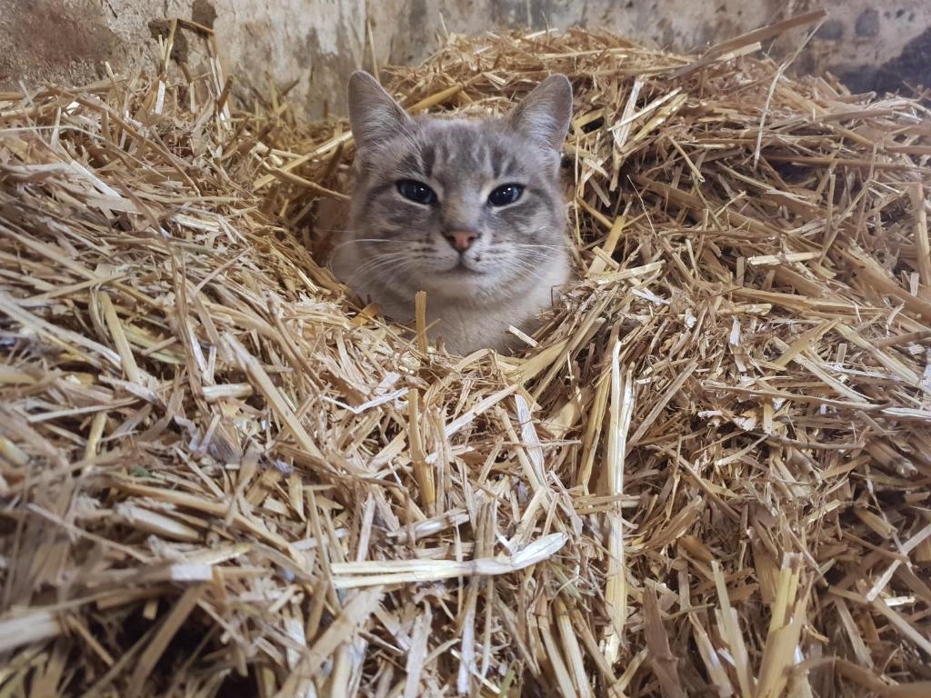Agriturismo Fattoria Dalcastagnè - 5