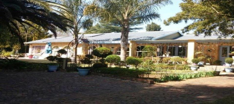 Lily Bees, Johannesburg