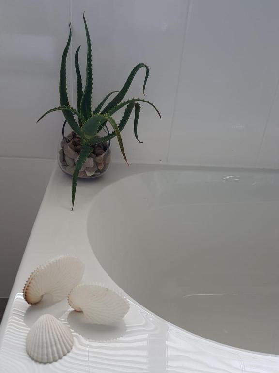 Aloe @ the Sea photo