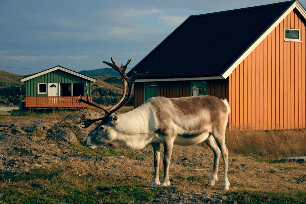 Nordkapp Camping photo