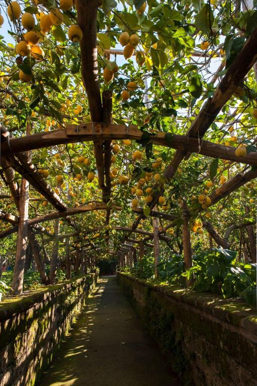 I Giardini di Cataldo Sorrento photo
