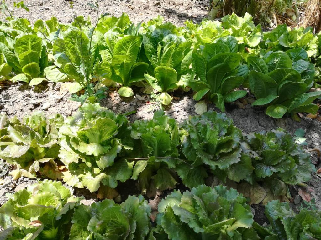 Agriturismo Acampora photo