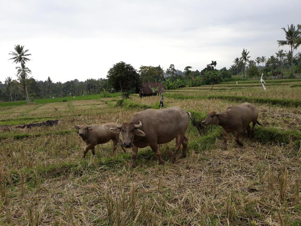Surrounding environment