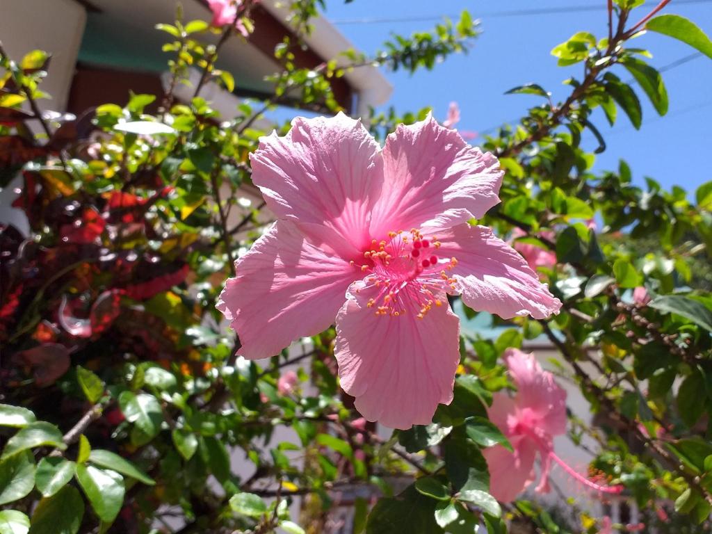 Pension Hibiscus Guesthouse photo