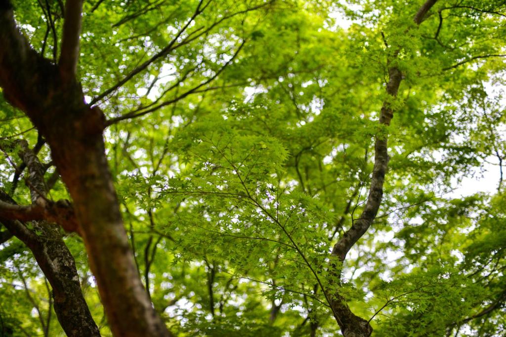 Surrounding environment