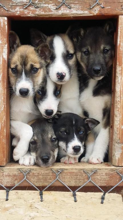 Holmen Husky Lodge photo