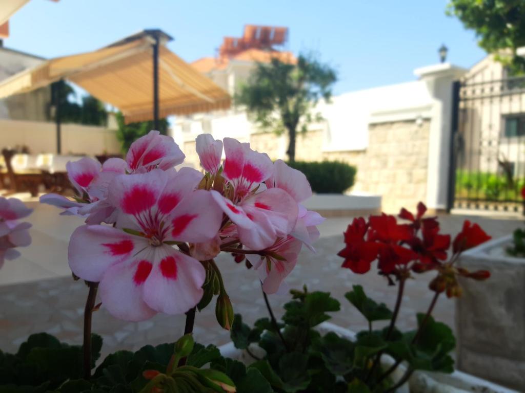 Garni Hotel Koral photo