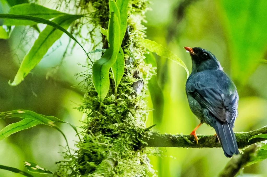 Jaguarundi Lodge - Monteverde photo