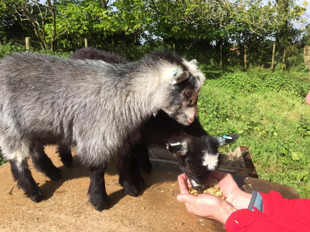 Polean Farm Cottages - with animal feeding and pony rides and free access to a nearby Pool