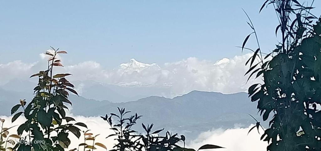 Vamoose Padma Dhotrey — Hotel in Chamu Tea Garden