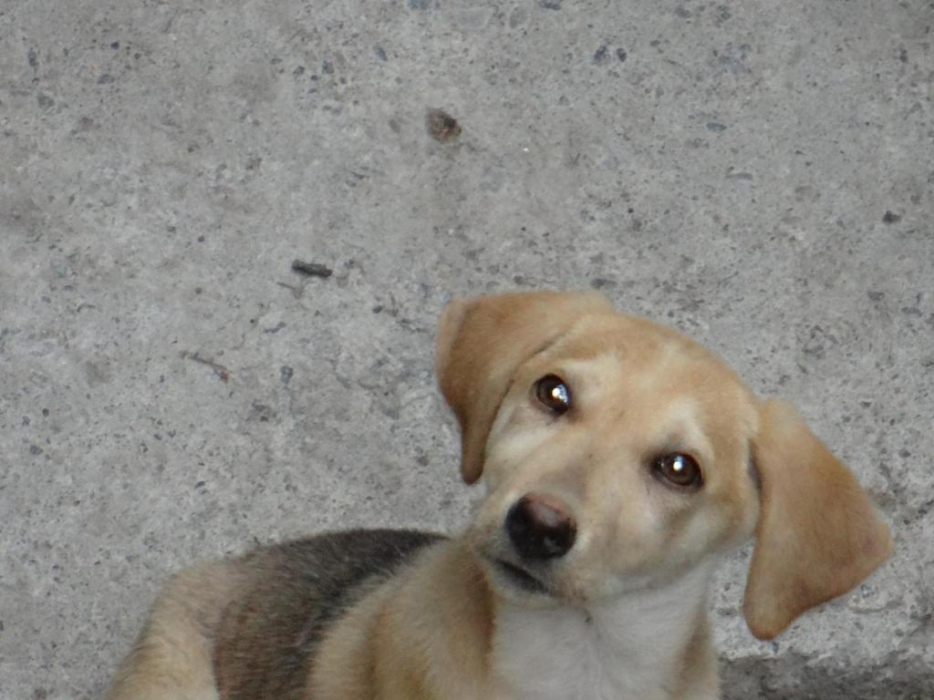 Dalko photo