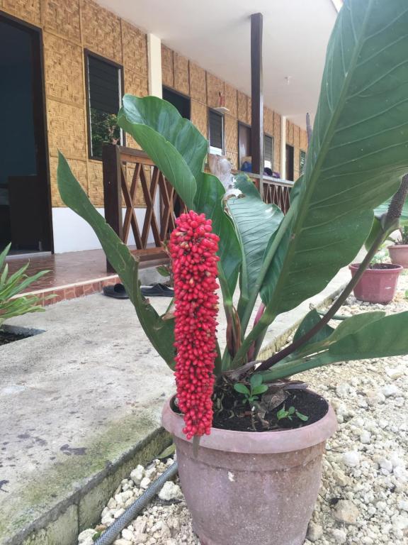 Panglao Rainbow Inn photo