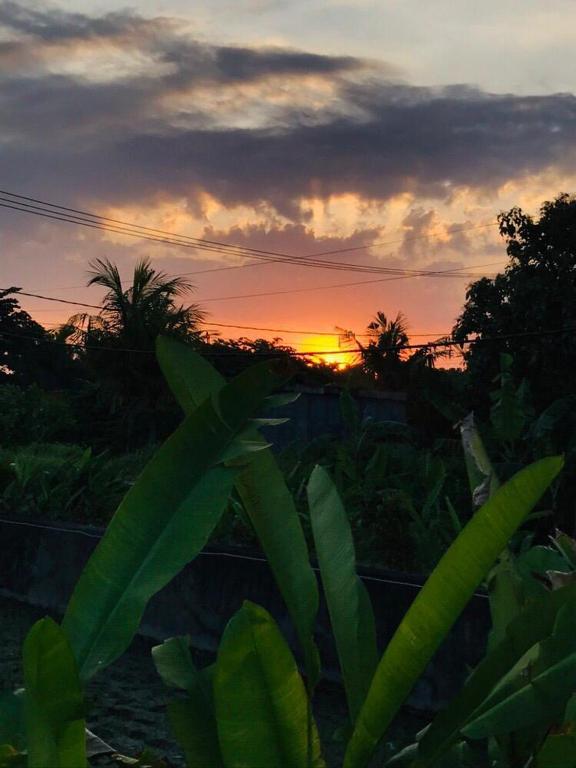 Padi guest house photo