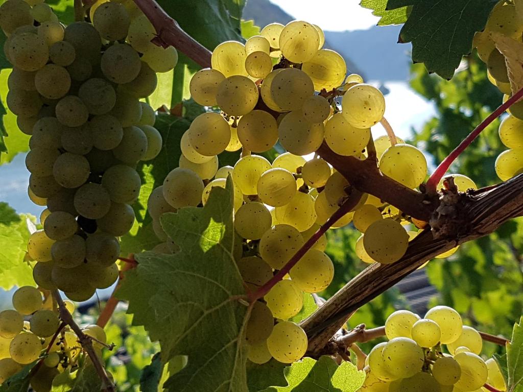 Winzerhof Gietzen photo