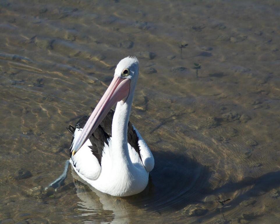 Moreton Bay Beach Lodge photo