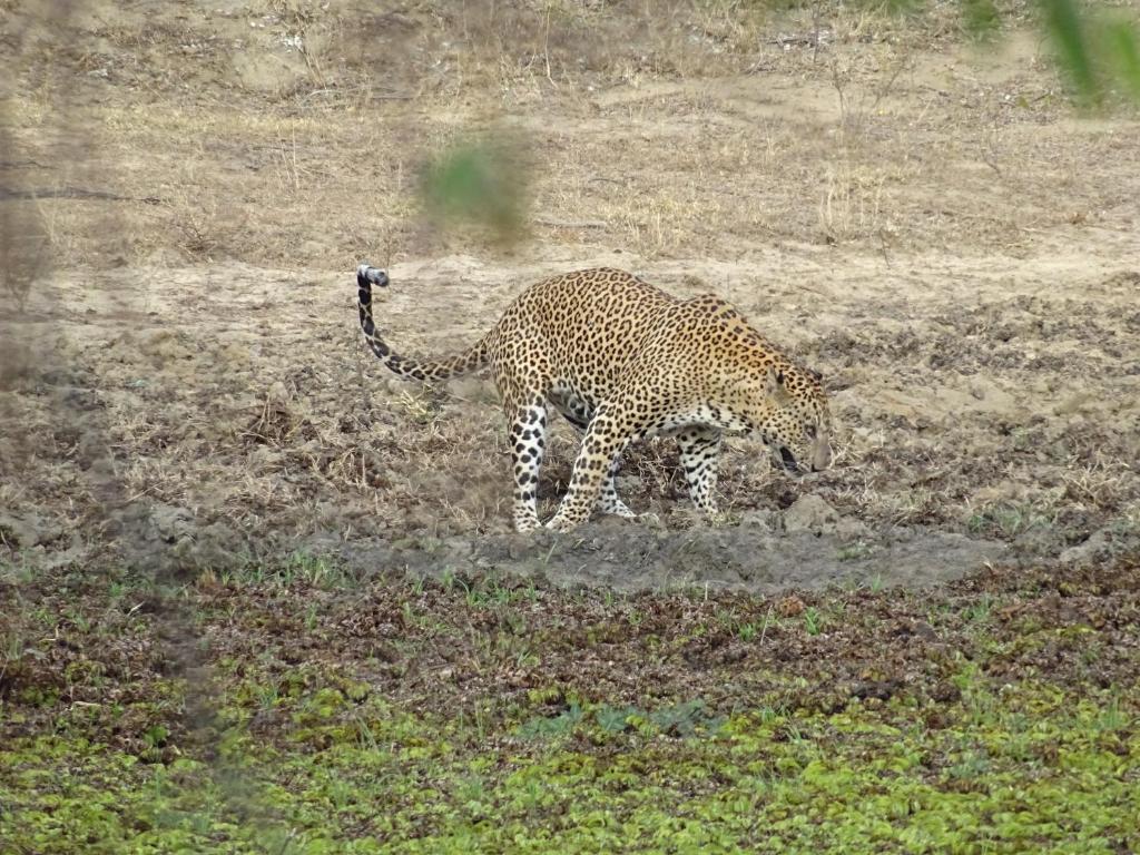 Wadula Safari - Yala photo