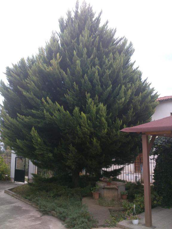 Kalaitzis Apartments photo