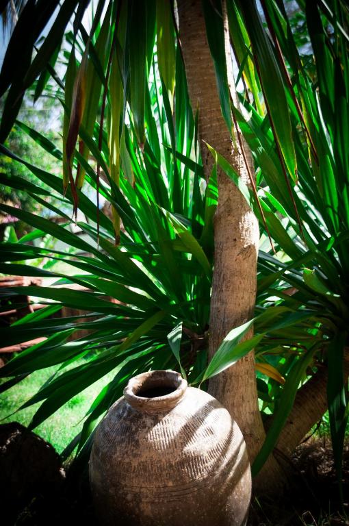Koko De Rasta Coffee Lazy house photo