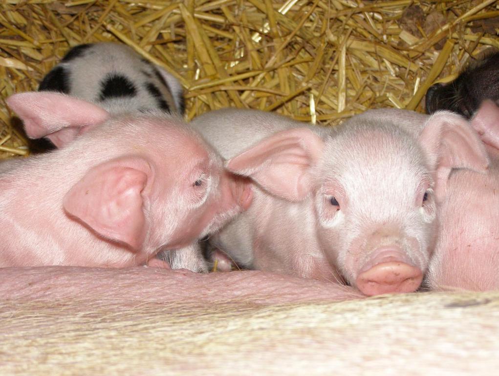 Coddy's Farm photo
