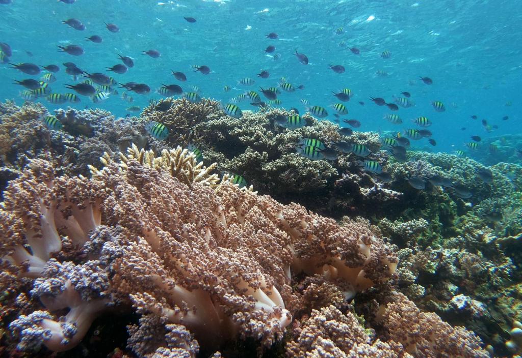 3WILL Bunaken Dive Resort - 周辺風景