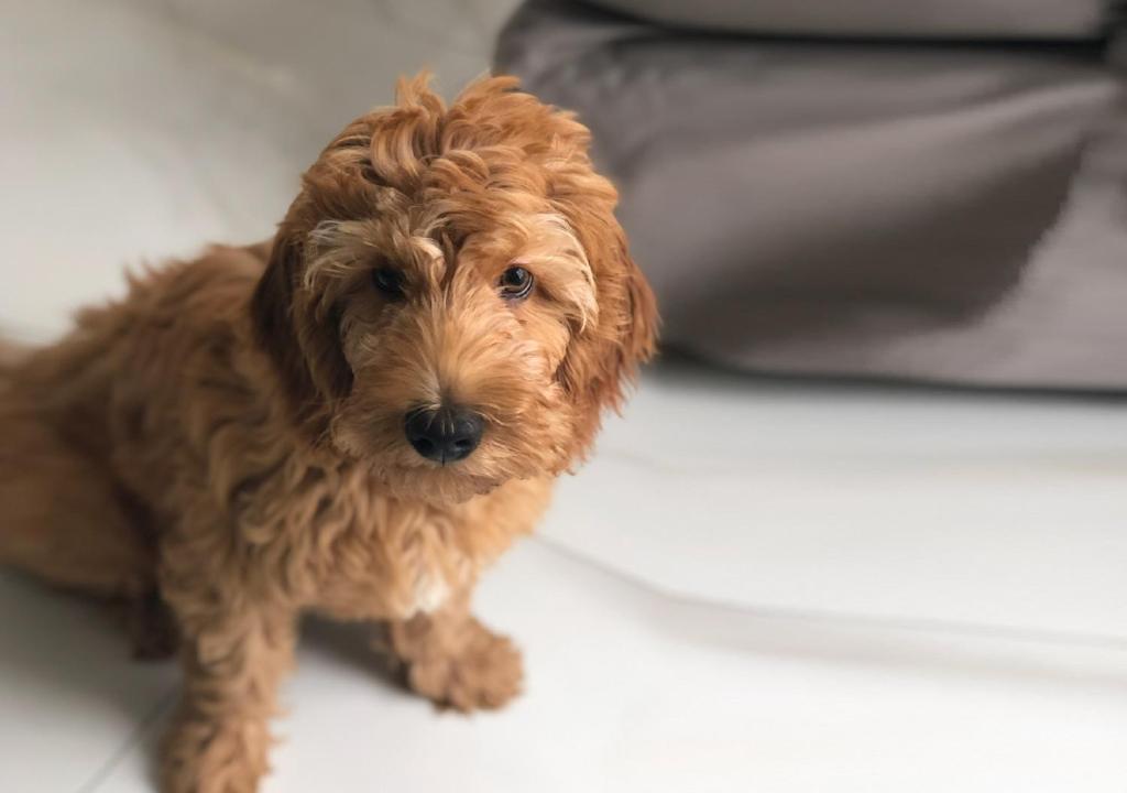 Promenade Visconti Photo 28