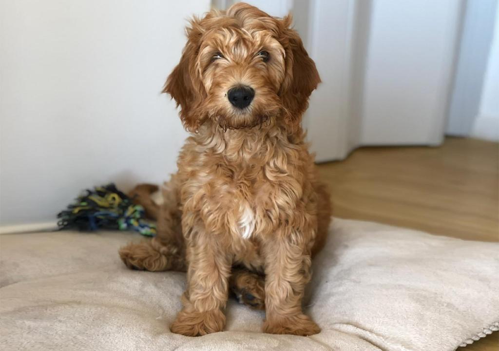 Promenade Visconti Photo 29