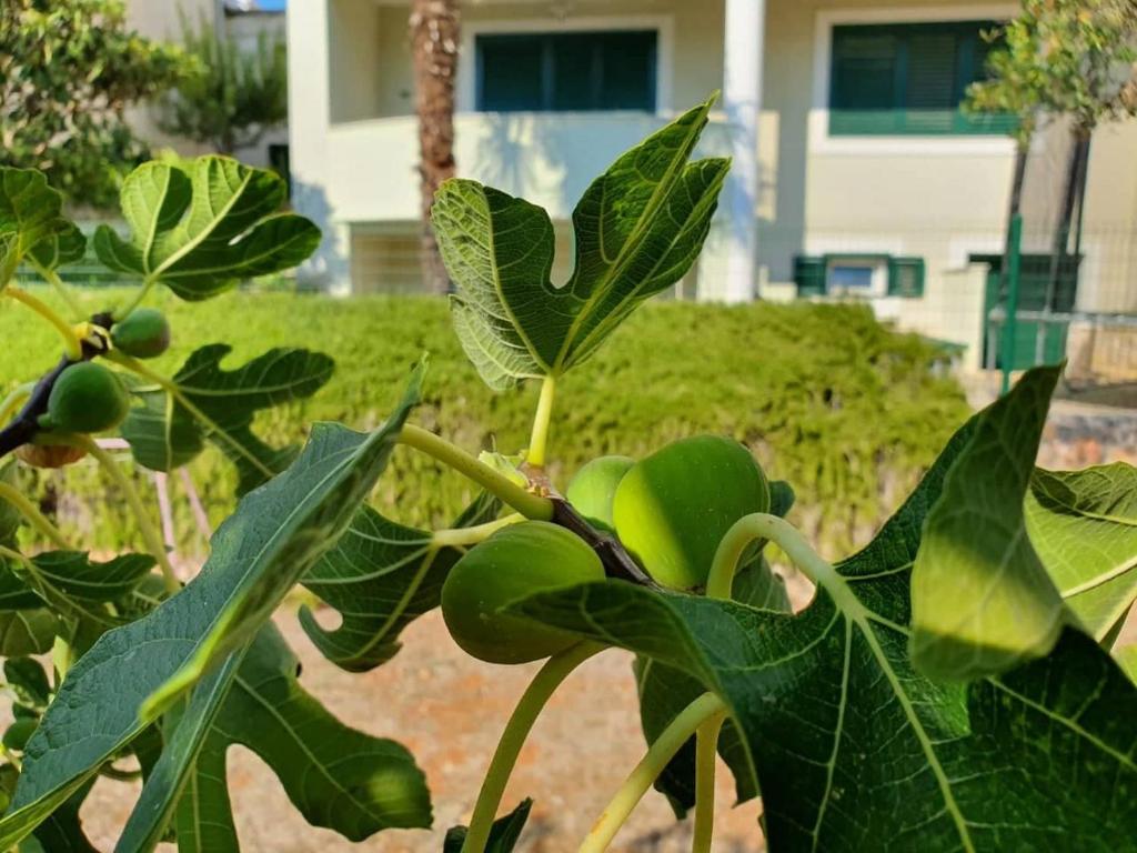 Apartman MiR photo