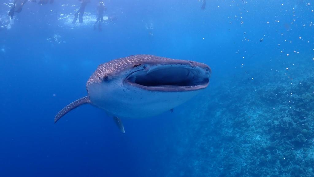 スポーツ/アクティビティ