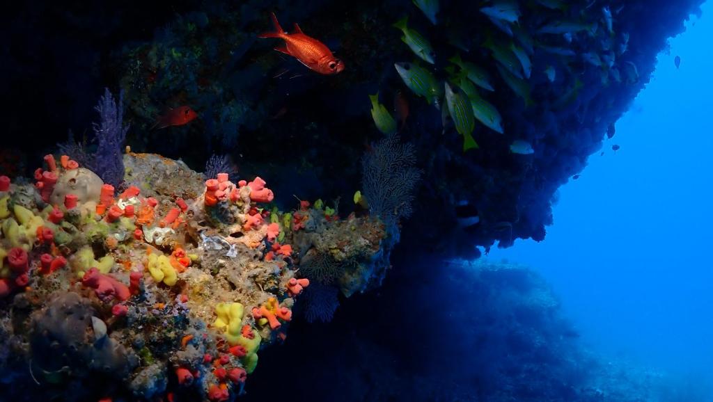 スポーツ/アクティビティ