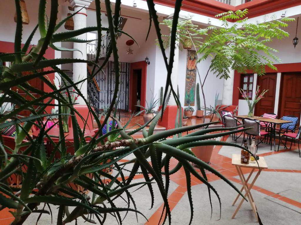 Casa Agave Oaxaca - 5