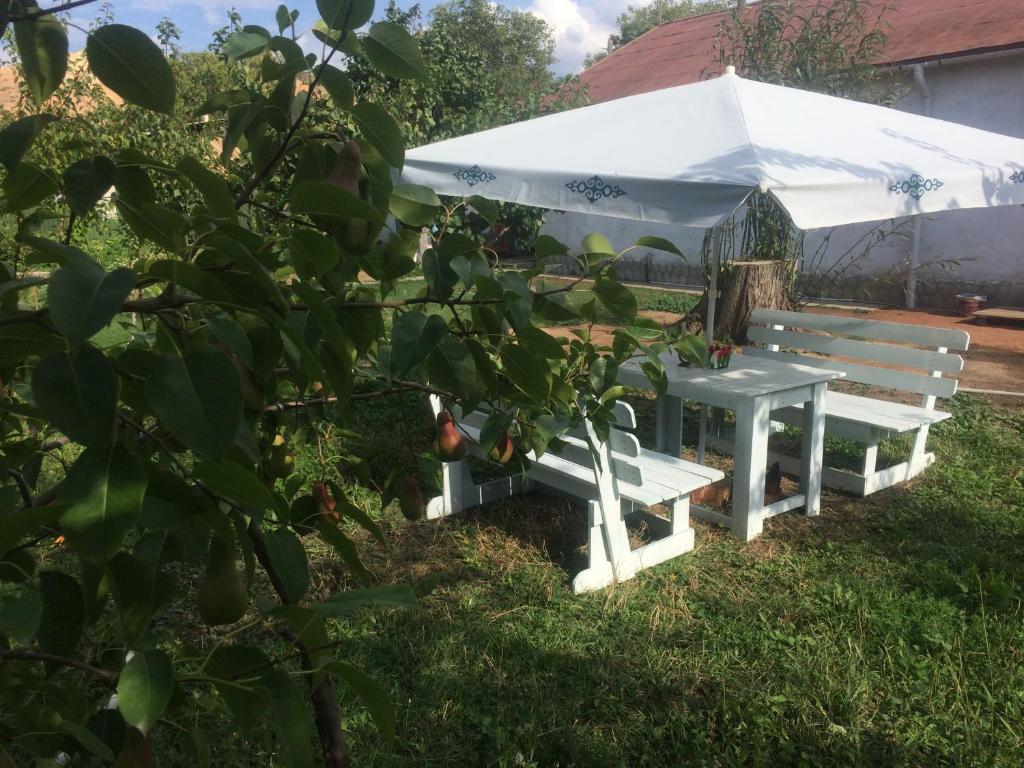 eco house summer garden