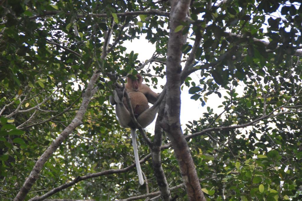 SUKAU TOMANGGONG VIEW B&B