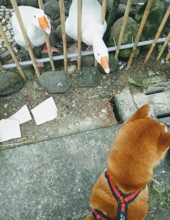 Yujing Mountain Water Residence photo