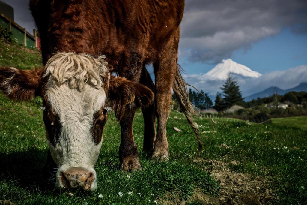 Country Retreat Glamping