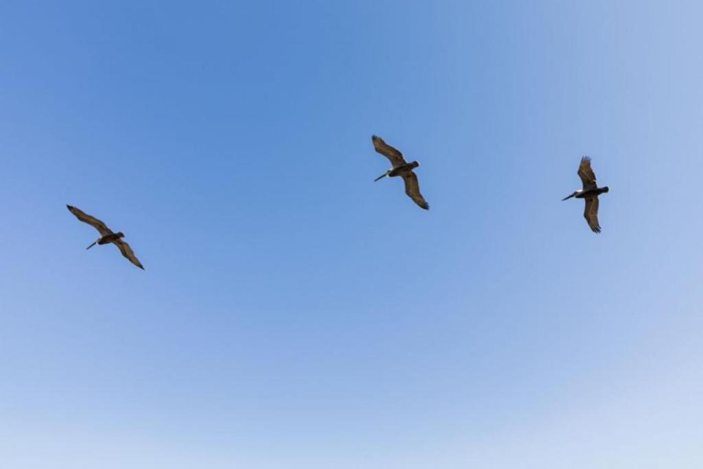 Windjammer 307, St. Augustine