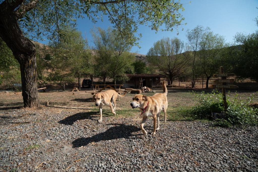 Orias Guesthouse & Farm photo