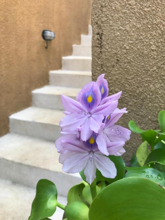 The Daryana Villa photo