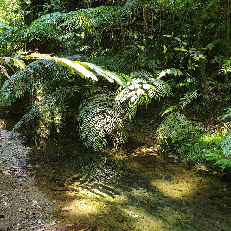 A Daintree Garden photo